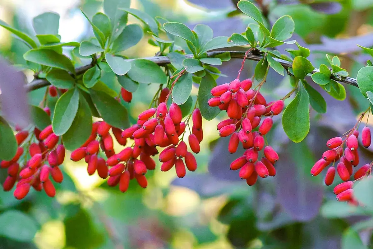 Berberine