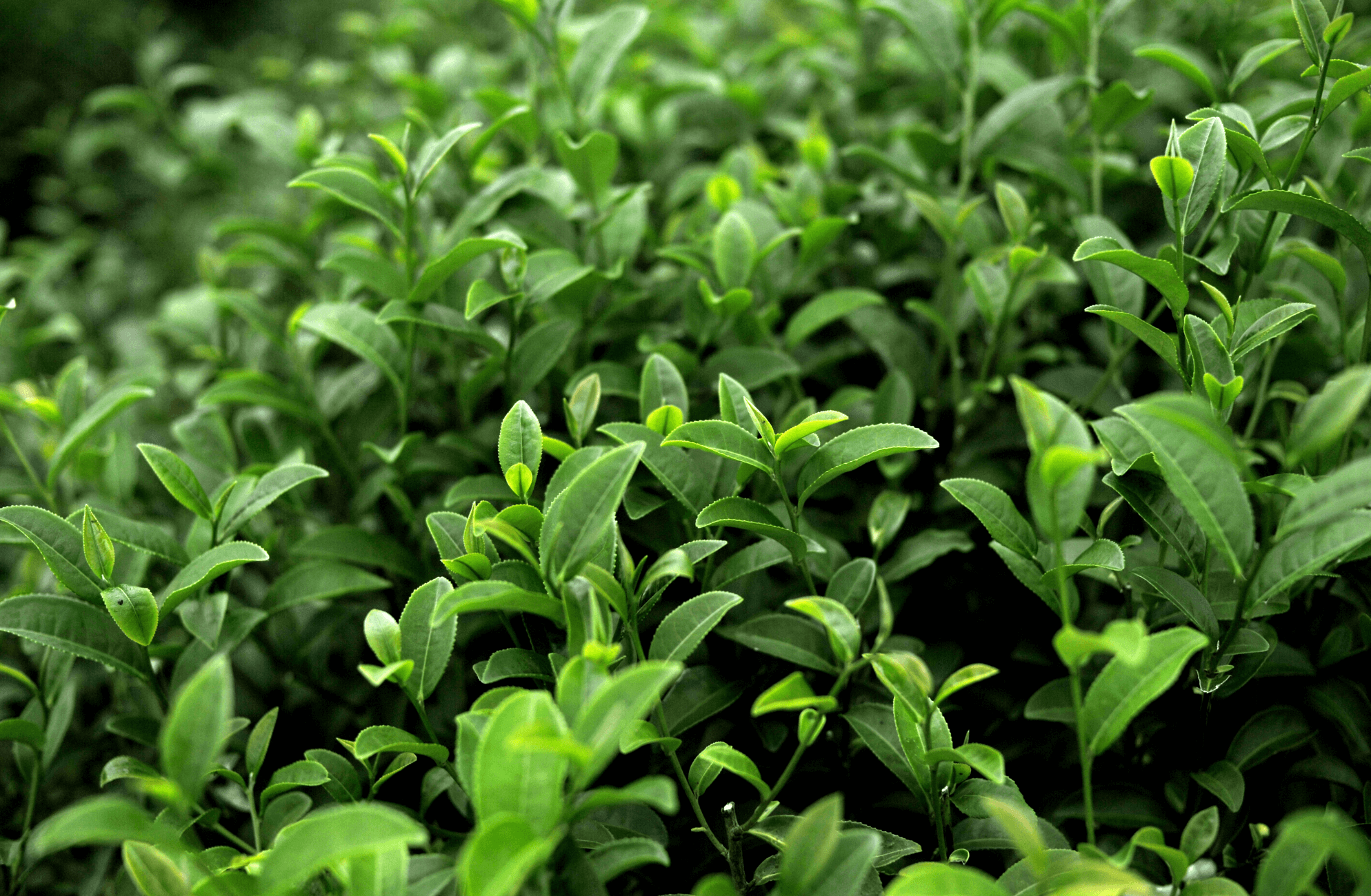 Green Tea Leaf Extract